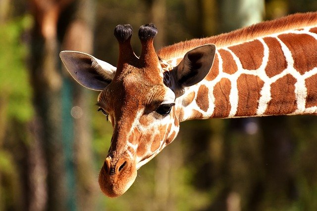 Žirafa v ZOO