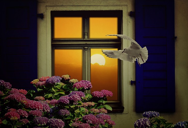 holubice u okna.jpg